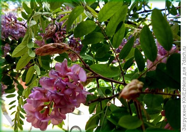 Я для  себя назвала  деревце: Сиреневая  Акация...