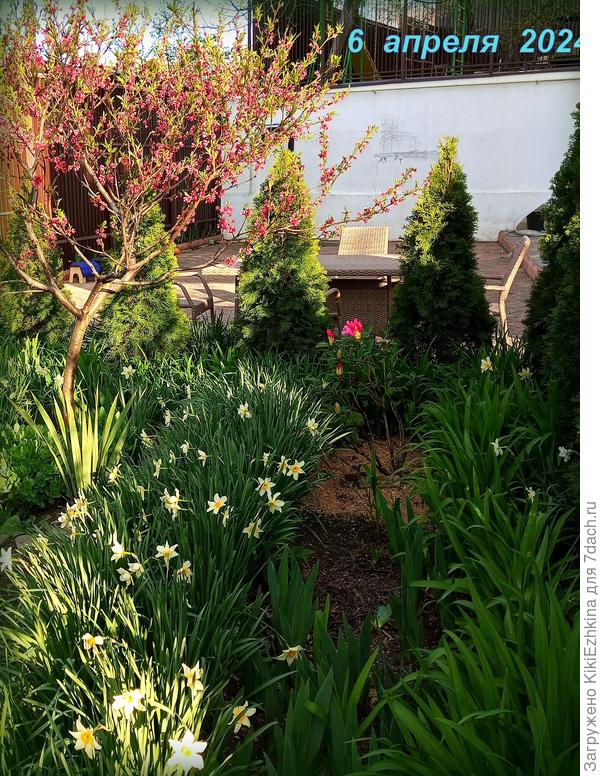 Более 4 лет в нашем саду  Туи значительно подросли...  Поливать приходится в ежедневном порядке... за редкими исключениями...