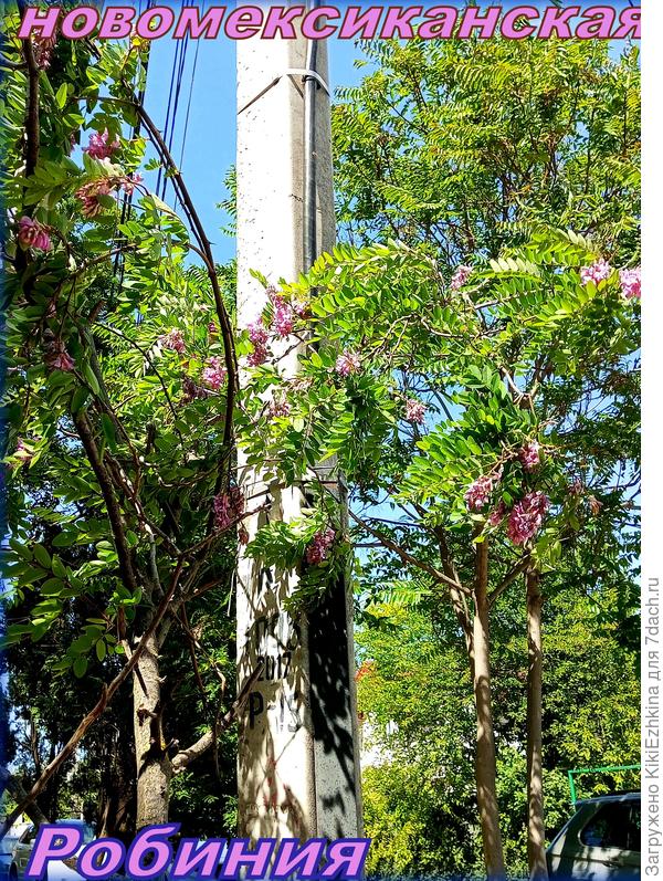 Очень оригинальная  расцветка, но растёт Лжеакация  в казённом скверике, где за ней  явно никто не ухаживает. Посадили и забыли!