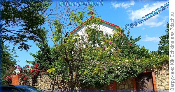 Зато  как  красив  в  мае  Севастополь! Сегодня снова набрала черенков роз, хотя и сажать-то их некуда!