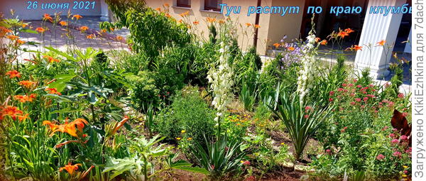 После первого года жизни Туи выглядели вот так...