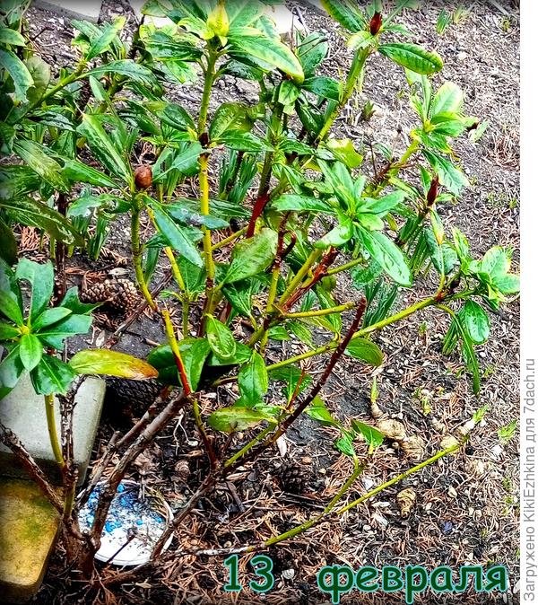 Так  выглядели  зимой листики и веточки Рододендрона. Очень болезненный вид!  Кинулась  резко решать его проблемы... Сегодня немного лучше выглядит...