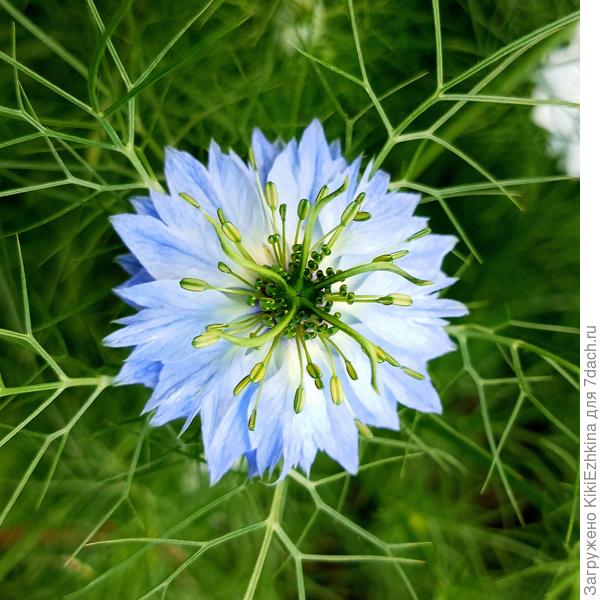 Всем-всем  для  хорошего настроения!  Нежнейшая  Нигелла!