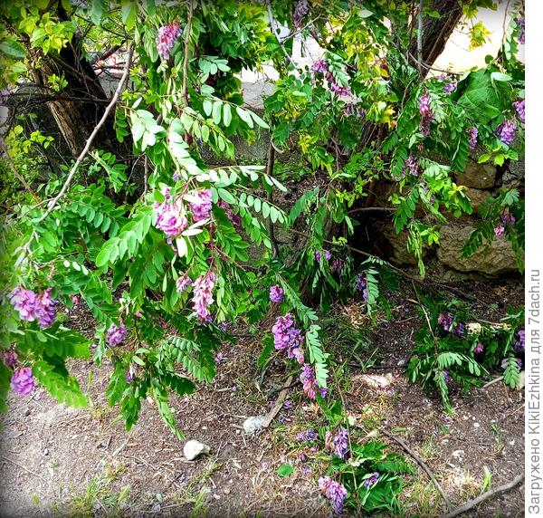 Городские  севастопольские почвы  и   местный  климат:   24 мая ...