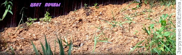 Здесь видно, что в основе грунта - рыжеватая глина, позднее  подбросили  песочка...