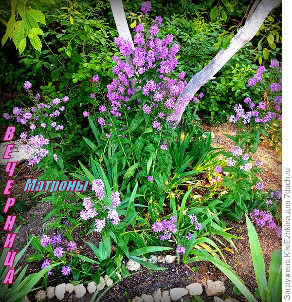 Подбрасывала сухие гранулы  повсеместно, в том  числе и  за оградой. Вот эти Вечерницы  Матроны  выросли  рядом с  уличным  тротуаром.