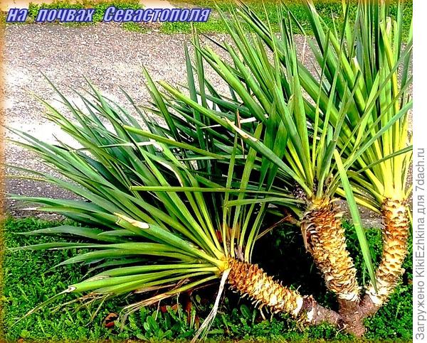 Не  знаю- дают ли на газонах города Юккам  подкормку, но вырастают они   до гигантских размеров...