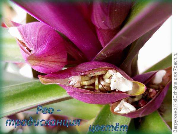 Торчит из ладьи один малюсенький  беленький  полузакрытый  цветочек  и  делает вид,  что и он тоже  ЦВЕТОК!