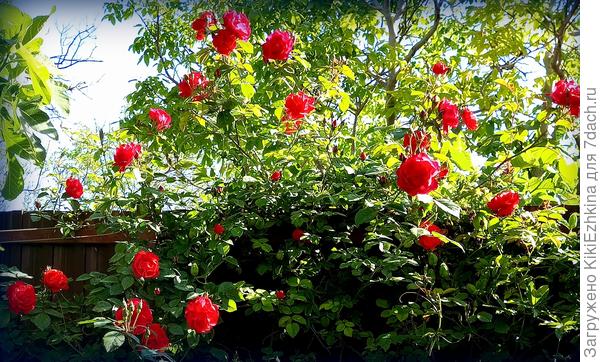 5 мая-  самое начало цветения, за 25 дней- уже  Красная  плетистая роза практически отцвела...