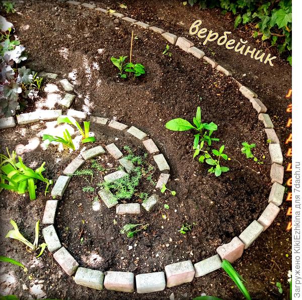 Вербейник Ландышевый  высажен  рядом с тоненькой  палочкой...