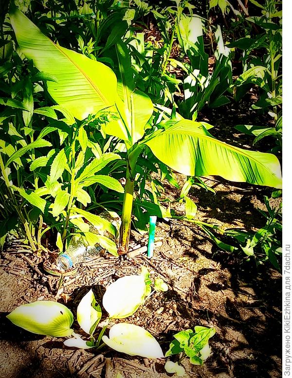 Эта Хоста высветлена максимально, видимо,   из-за утренних солнечных лучей!   И рядом  её  сосед -кукушонок Банан Басио, которого подсадили в подготовленную под  Хосты   посадочную яму...