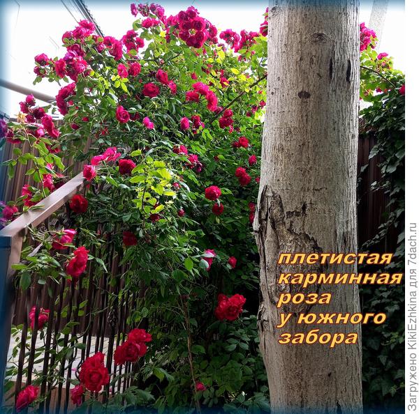 Один куст  того же сорта пока ещё  доцветате, он всегда   стартует позднее, из-за  другого солнечного освещения...