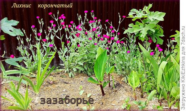 Цветение Лихниса на засушливом взгорке...