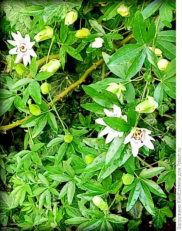 Пассифлора  в День защиты детей...