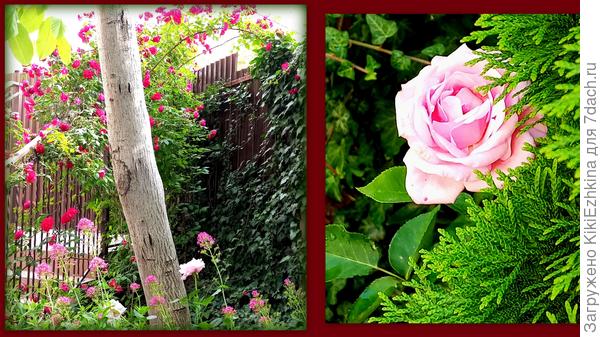 Первопроходцы, те,что растут в тени Грецкого ореха.  А за  туей  растёт уже её  черенок.