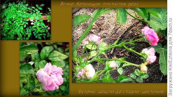 Очень мелко-цветковая  плетистая роза. На вид в моём саду розоватенькая.  А там  , где я  срывала её  черенок  для размножения  - была  пышная  ветка молочно-кремоватого с розовыми кончиками  цвета.  Пышнючая  красавица!