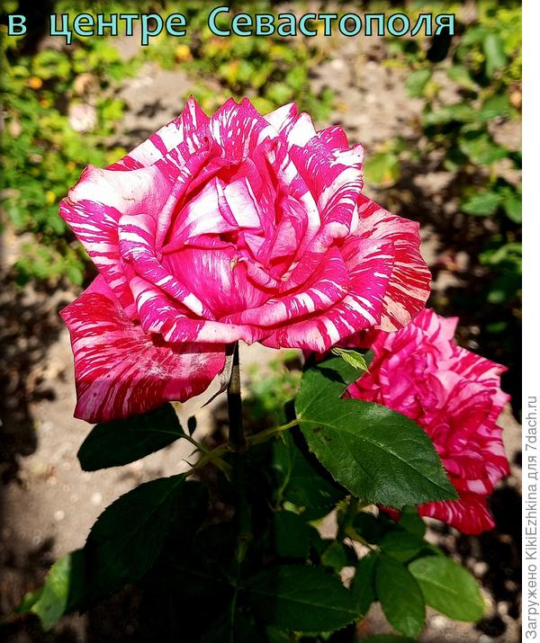 Работа севастопольских озеленителей!