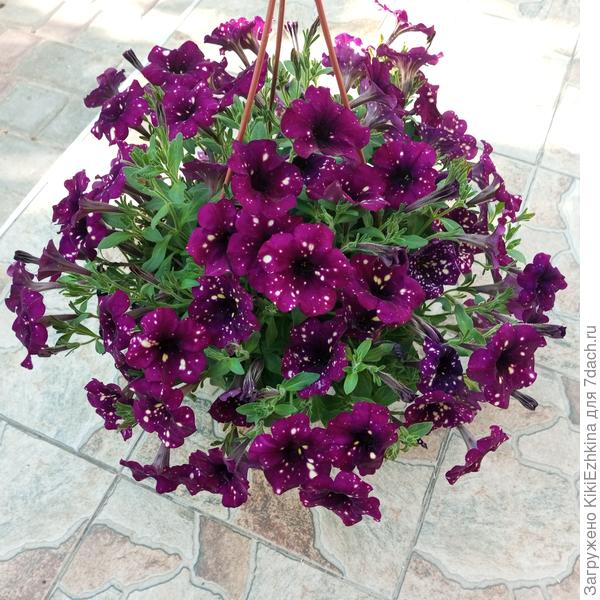 Зять выращивает Петуньи очень быстро- походом в магазин!