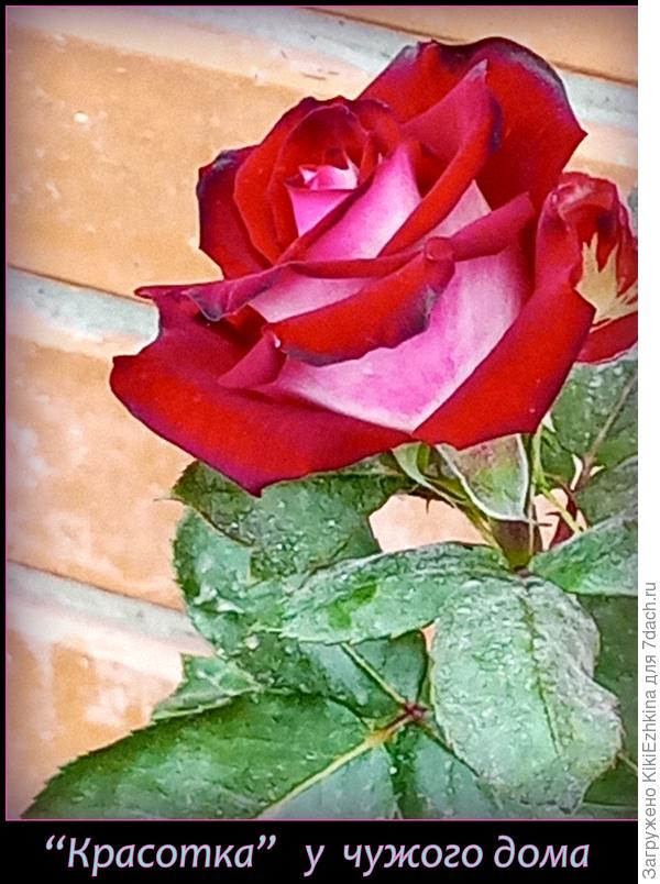 Очень красово смотрятся отдельные  молодые  розочки под  стеной  соседского дома...