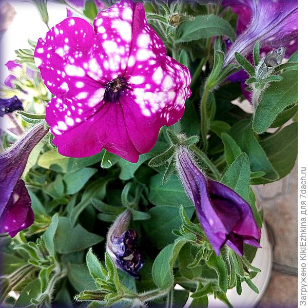 Кто  тут кто?