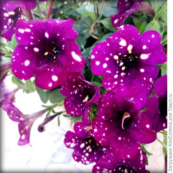 Красота  крупным  планом...