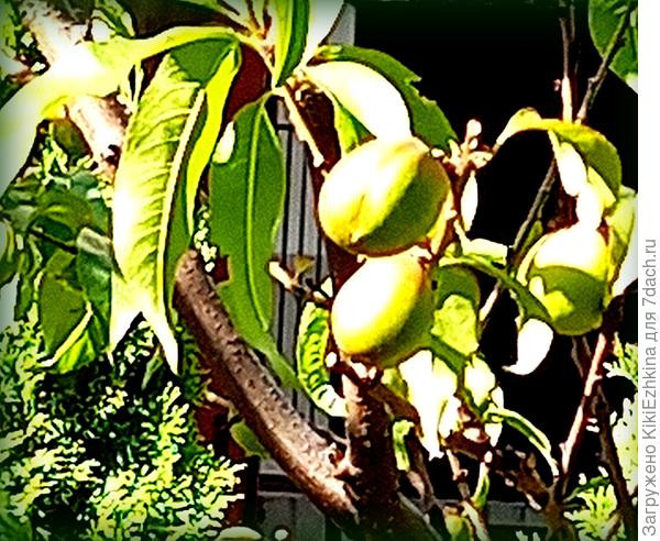 Зелёные  пока  персики - им ещё  зреть и зреть!