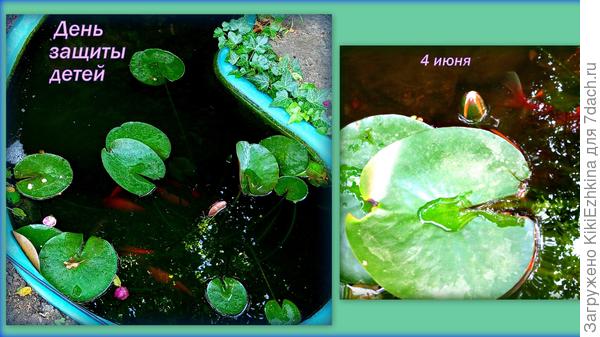 Всех удивила своей  стойкостью  наша белая Нимфея...