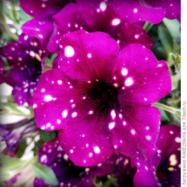 Не  понятно как селекционеры добиваются таких удивительных результатов...