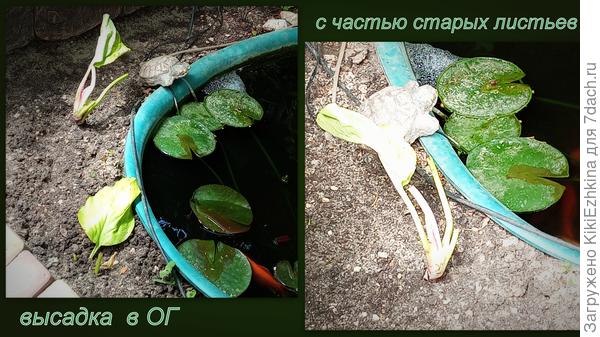 Самое начало: высадка