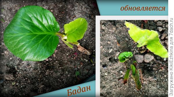 Развитие новой  листвы