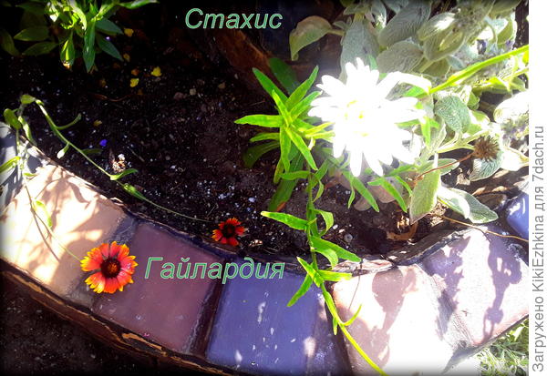 июль 2022г.   и  Гайлардия  долго на горке жить не  захотела!