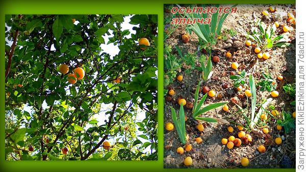 Алыча по размеру  отличается от  прошлогоднего состояния в два раза крупнее!