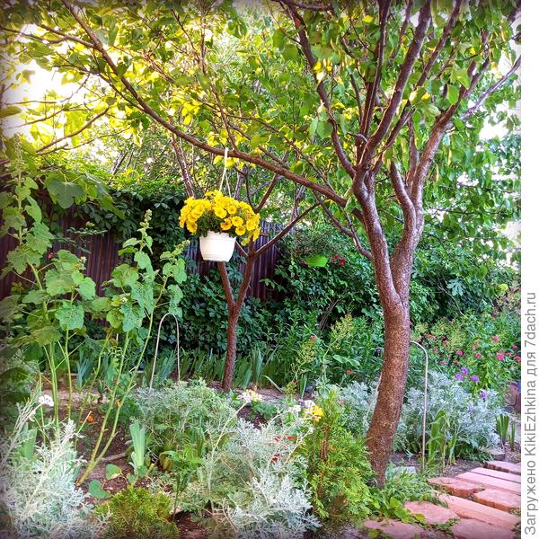 В этот году на абрикосах ни  единого плода!