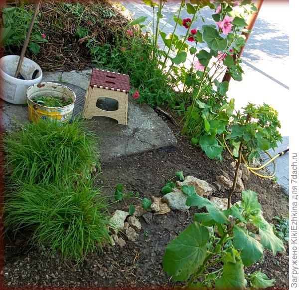 Освоение уличного зазаборья  продолжается:  расчистка   почвы и выращивание местных  цветочных  палисадниковых  цветов.  Первыми рядом  с  кочками красуются Шток-розы!