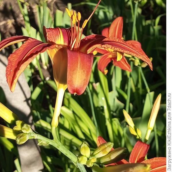 в 7 часов утра...