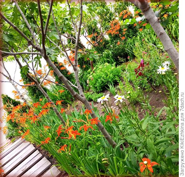 На  пятый год пышное цветение   Лилейников  &quot;Королева Мая&quot;