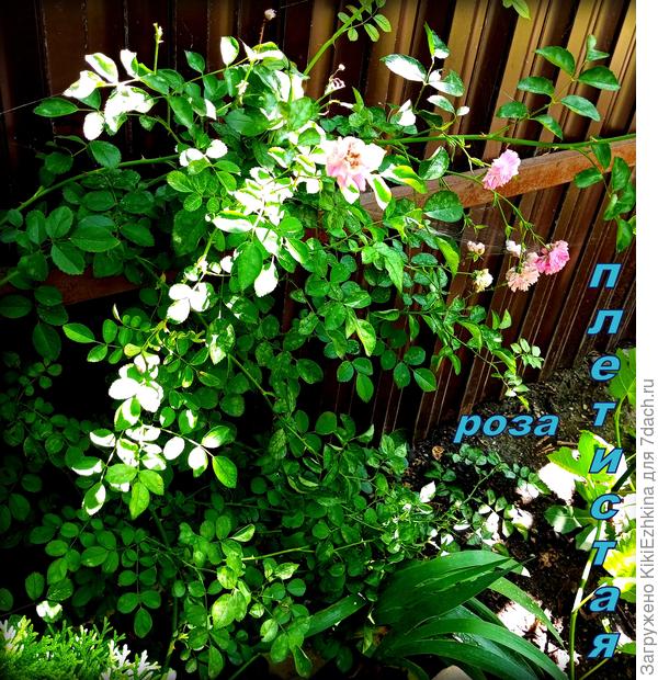 Эта роза плетистая выросла из снятого с чужого забора черенка (там цвет был кремово-розоватый)