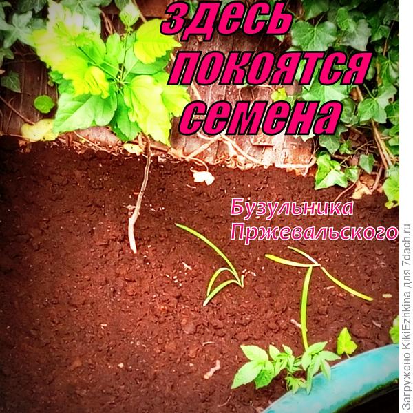 Как  видите цвет   грунта моего сада  с  серого переменился на  тёмный...