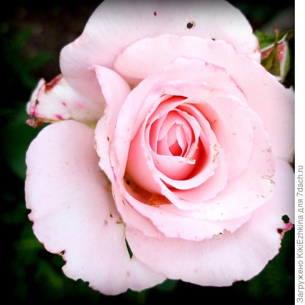 Вторичный  выброс бутонов  после срезки. Эта роза выросла из  черенка (4  сезон).