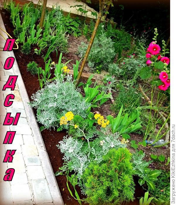 Под молодыми  туями сделали  торфяную  подсыпку...