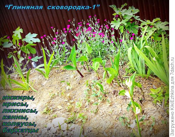 Далее  освоение  продолжилось высаживанием однолетников: колеусов и бархатцев, однако вижу как им тут не сладко  в  глине  на  солнцепёке!