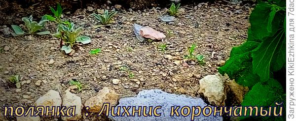 Чтобы занять маленькую полянку, где росла крапива (корневища  многолетние  были тут)  я  решила  высадить  Лихнисы мои любимые, корончатые!  Вероятно семена крапивы  ещё  многократно будут прорастать  в расчищенной  почве!
