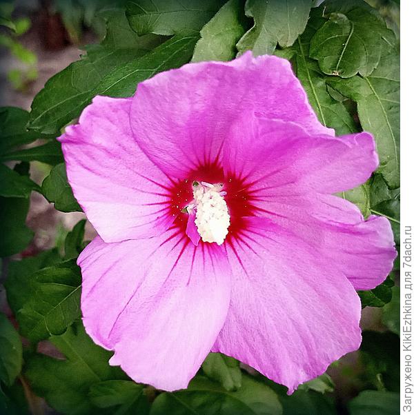 Проезжая  по городу  вижу некоторые  Гибискусы высотой   как  среднерослое дерево, а  у меня  пока ещё метровые  тоненькие кустики...Не  знаю как  их правильно  сформировать?