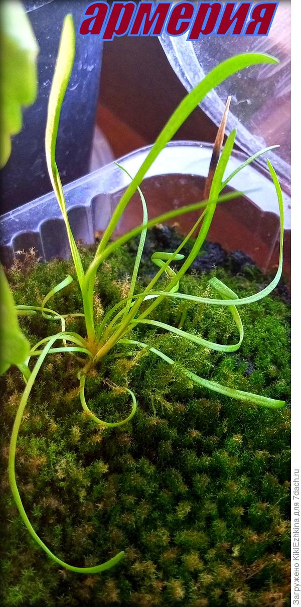 Высота кустика  к 6 см  приблизительно  дотянулась,  меня  волнует вопрос:  куда  его теперь и  когда пересаживать?