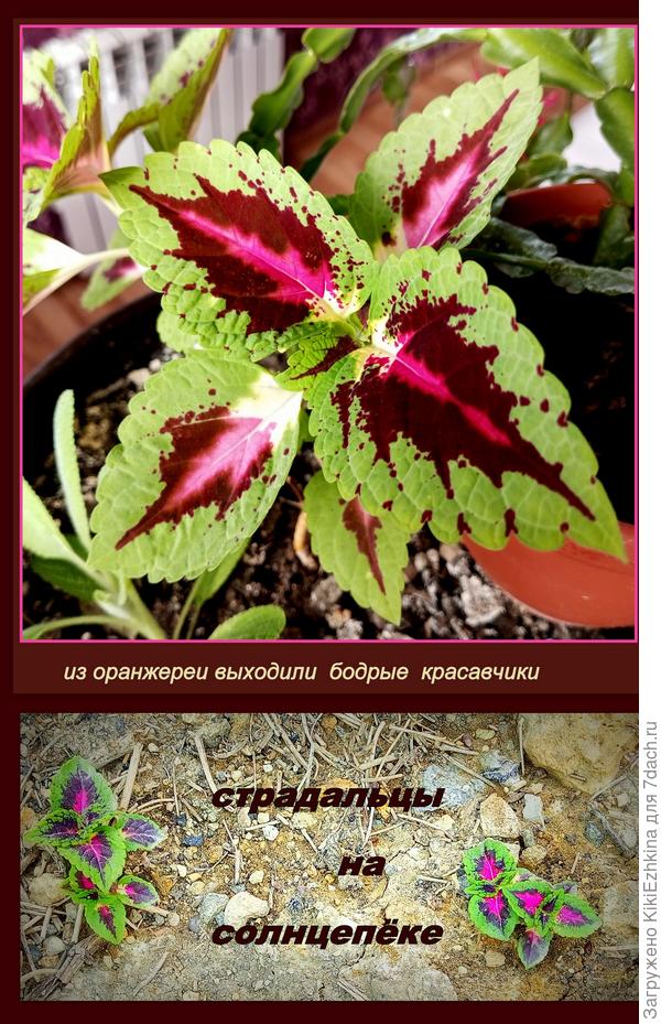 Колеусы в прежние годы  внутри сада  вырастали  прелестными и пышными кустиками, а в этом году- как заколдованные: никак от земли не начнут  подниматься!