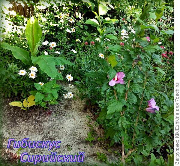 Гибискус   четвёртый   сезон в моём саду...