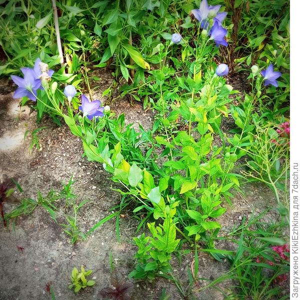 Четвёртый  сезон - кустик чуть пышнее,  чем в прежние годы...