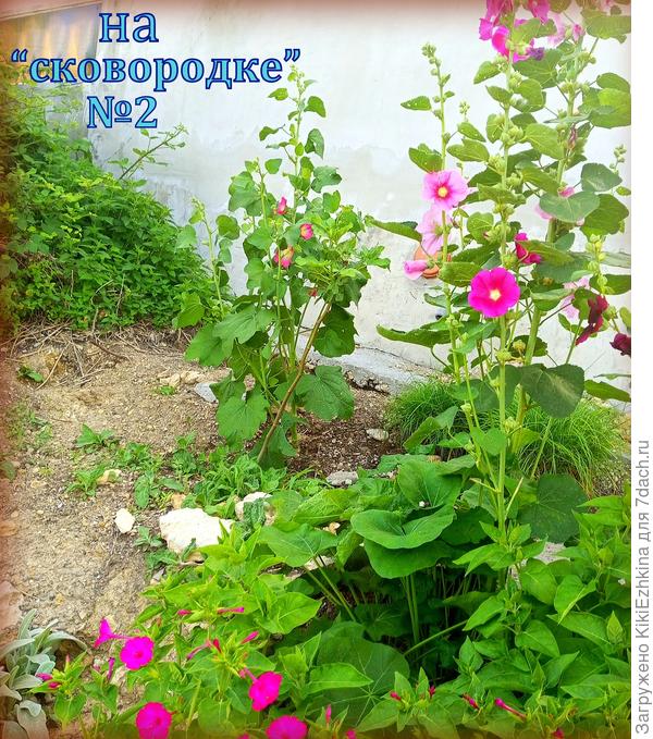 Прямо  уже  представила  ваш  фиолетовый  длинный  Колокольчик  рядом  с  моими шток-розами!  Умоляю  вырастить для нас ваших семян!