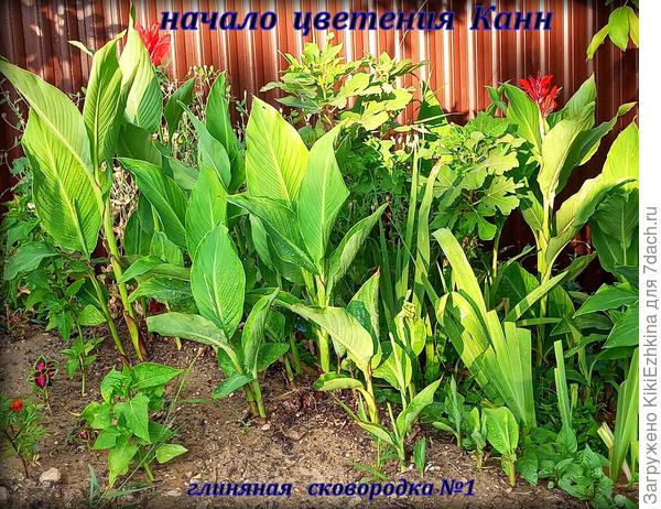 Думала цветения придётся ждать долго, а  у меня не успели приподняться листья - как тут же  выбросили  две первые  стрелки с мелкими ярко-красными цветочками...