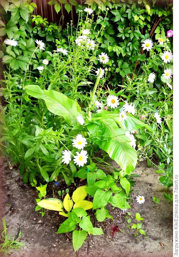 Под  Бананом Басио  лежит  в бутылке  приманка "Гроза"  и можно видеть: листы  Банана целые, и  листья Хосты - тоже!